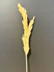 Artificial Pampas Stem - Bundle of 3